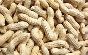 Fresh Groundnuts