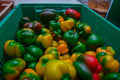 Fresh Mixed Bell Peppers 10Kg Box
