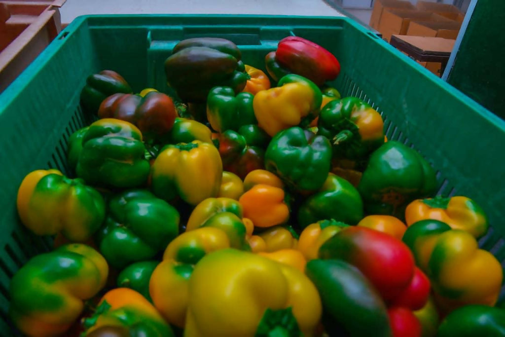 Fresh Mixed Bell Peppers 10Kg Box