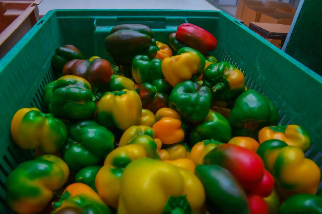 Fresh Mixed Bell Peppers 10Kg Box