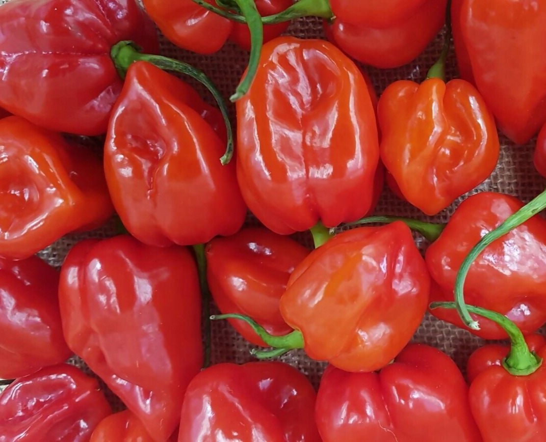 Fresh Red Habanero Pepper (Ata Rodo)