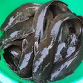 Fresh Catfish