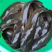 Fresh Catfish