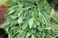 Fresh Waterleaf