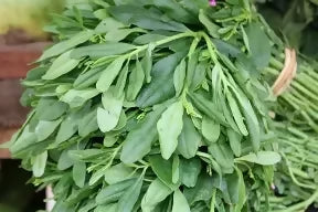 Fresh Waterleaf