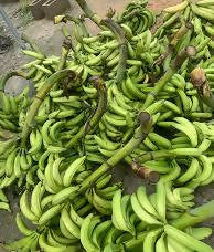 Fresh Plantain