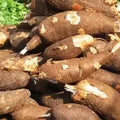 Fresh Cassava