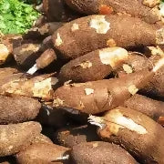 Fresh Cassava