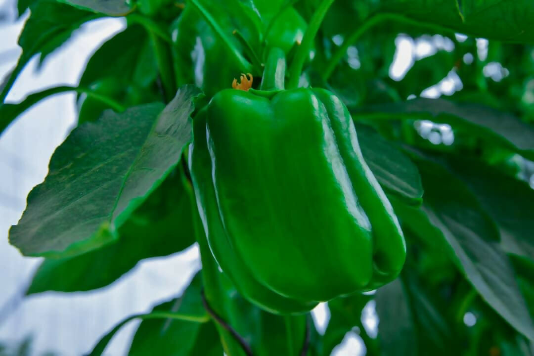 Fresh Mixed Bell Peppers 10Kg Box