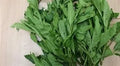 Fresh Bitter Leaf