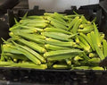 Fresh Okra