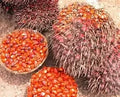 Fresh Palm Kernel